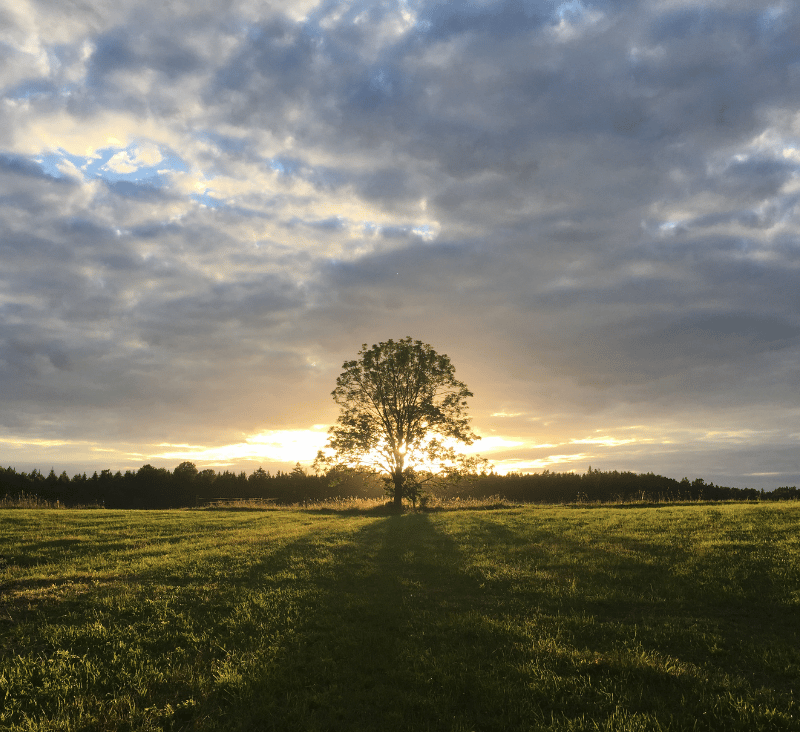 Ein einzelner Baum steht auf einer weiten grünen Wiese. Im Hintergrund geht die Sonne unter und taucht die Landschaft in warmes goldenes Licht. Darüber ist ein bewölkter Himmel zu sehen.