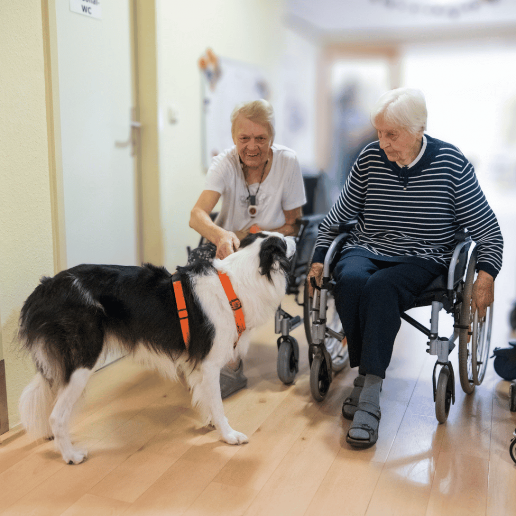 2 Bewohnerinnen im Rollstuhl streicheln den Hund Snoopy, der zu Besuch in unserer Einrichtung ist.