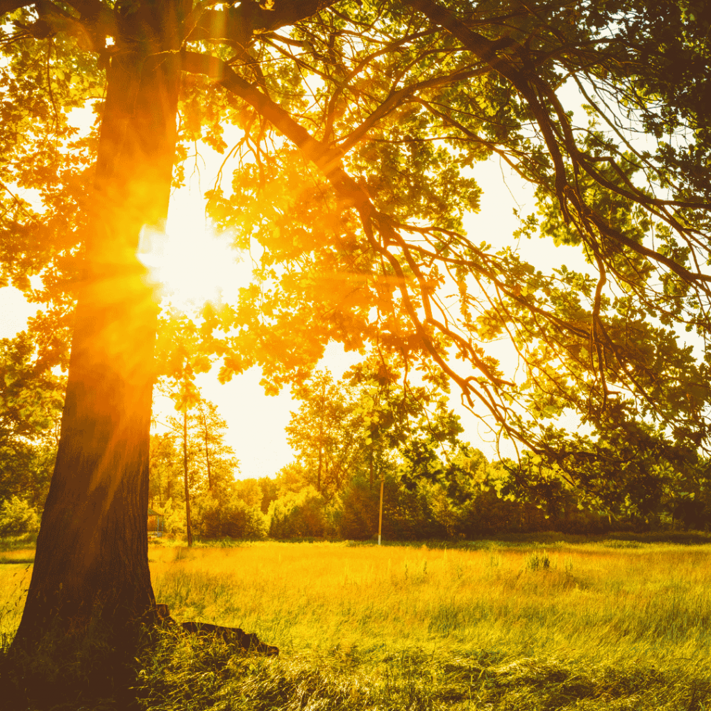 Waldweg mit dicht bewachsenen Bäumen und grüner Vegetation. Sonnenlicht fällt durch das Blätterdach und beleuchtet den Weg.