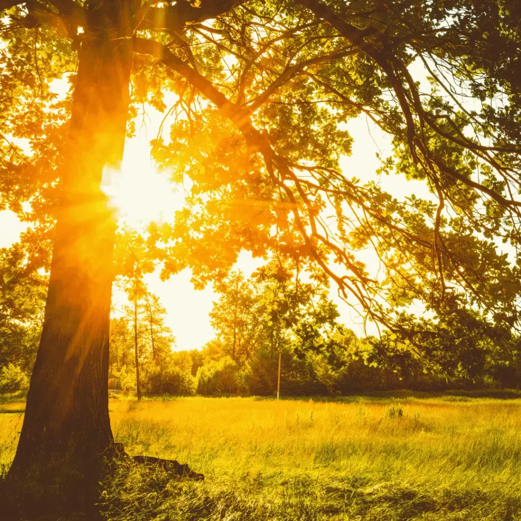 Waldweg mit dicht bewachsenen Bäumen und grüner Vegetation. Sonnenlicht fällt durch das Blätterdach und beleuchtet den Weg.