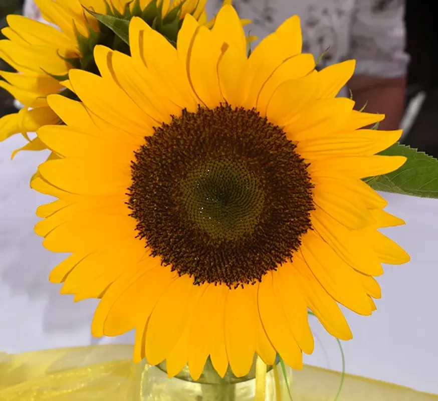 eine Sonnenblume
